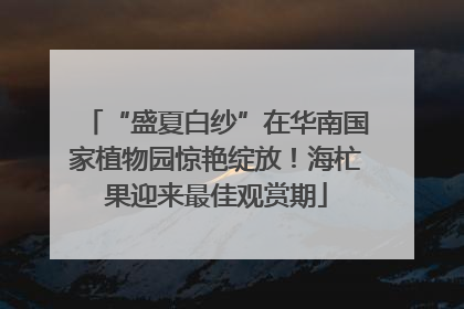 “盛夏白纱”在华南国家植物园惊艳绽放！海杧果迎来最佳观赏期