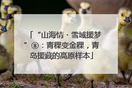 “山海情・雪域援梦”⑧：青稞变金稞，青岛援藏的高原样本