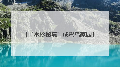 “水杉秘境”成鹭鸟家园