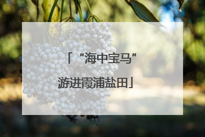 “海中宝马”游进霞浦盐田