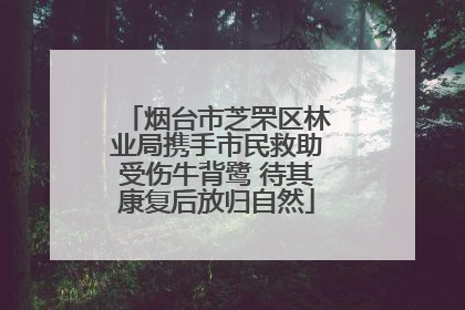 烟台市芝罘区林业局携手市民救助受伤牛背鹭 待其康复后放归自然