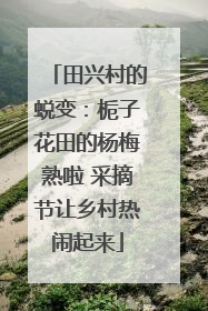 田兴村的蜕变：栀子花田的杨梅熟啦 采摘节让乡村热闹起来