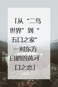 从“二鸟世界”到“五口之家” 一对东方白鹳的黄河口之恋