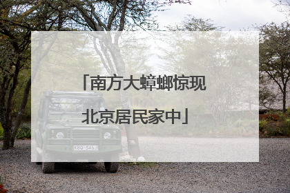 南方大蟑螂惊现北京居民家中