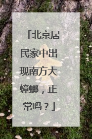 北京居民家中出现南方大蟑螂，正常吗？
