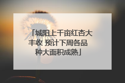 城阳上千亩红杏大丰收 预计下周各品种大面积成熟