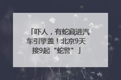 吓人，有蛇藏进汽车引擎盖！北京9天接9起“蛇警”