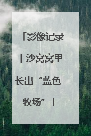 影像记录丨沙窝窝里长出“蓝色牧场”