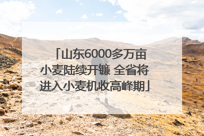 山东6000多万亩小麦陆续开镰 全省将进入小麦机收高峰期