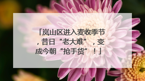 岚山区进入麦收季节，昔日“老大难”，变成今朝“抢手货”！