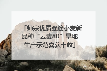 师宗优质强筋小麦新品种“云麦80”旱地生产示范喜获丰收