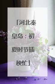 河北秦皇岛：初夏时节插秧忙