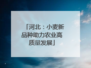 河北：小麦新品种助力农业高质量发展