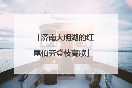 济南大明湖的红尾伯劳登枝高歌