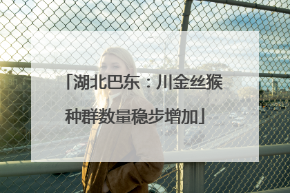 湖北巴东：川金丝猴种群数量稳步增加