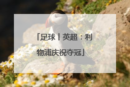 足球丨英超：利物浦庆祝夺冠