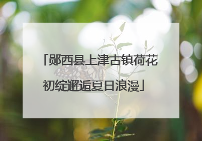 郧西县上津古镇荷花初绽邂逅夏日浪漫