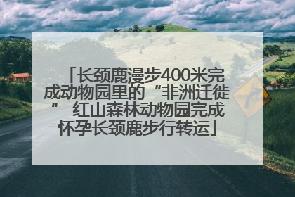 长颈鹿漫步400米完成动物园里的“非洲迁徙” 红山森林动物园完成怀孕长颈鹿步行转运