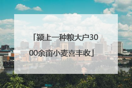 颍上一种粮大户3000余亩小麦喜丰收