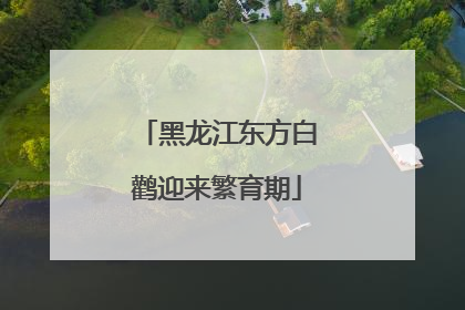 黑龙江东方白鹳迎来繁育期
